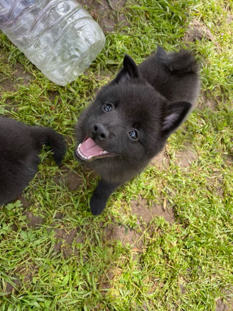 Lesira's Schipper Blackbuster boomer