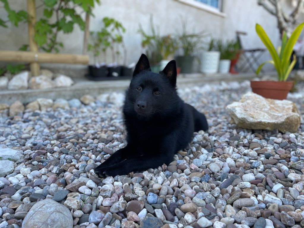 Lesira's Schipper Astounding attila