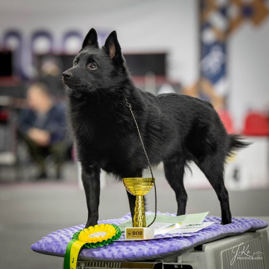 Lesira's Schipper Astounding akila