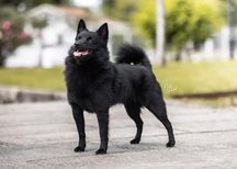 CH. Lesira's Schipper Rokland diadema